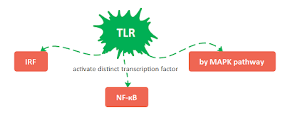 TLR SIGNALLING PATHWAY TYPES by Anant kumar - Replico