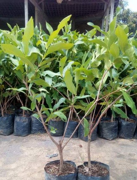 pohon jambu hijau kontraktor tanaman Surabaya