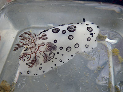 Funeral Nudibranch (Jorunna funebris)