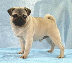 Pug Dogs Images