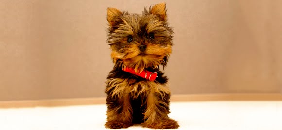 Yorkshire Terrier