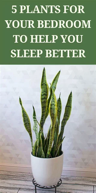 These 5 Plants Will Help You Sleep Better