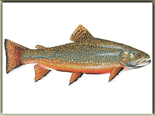 Brook Trout Fish Pictures