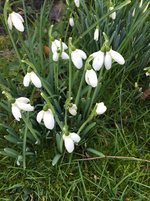 Snowdrops in the garden