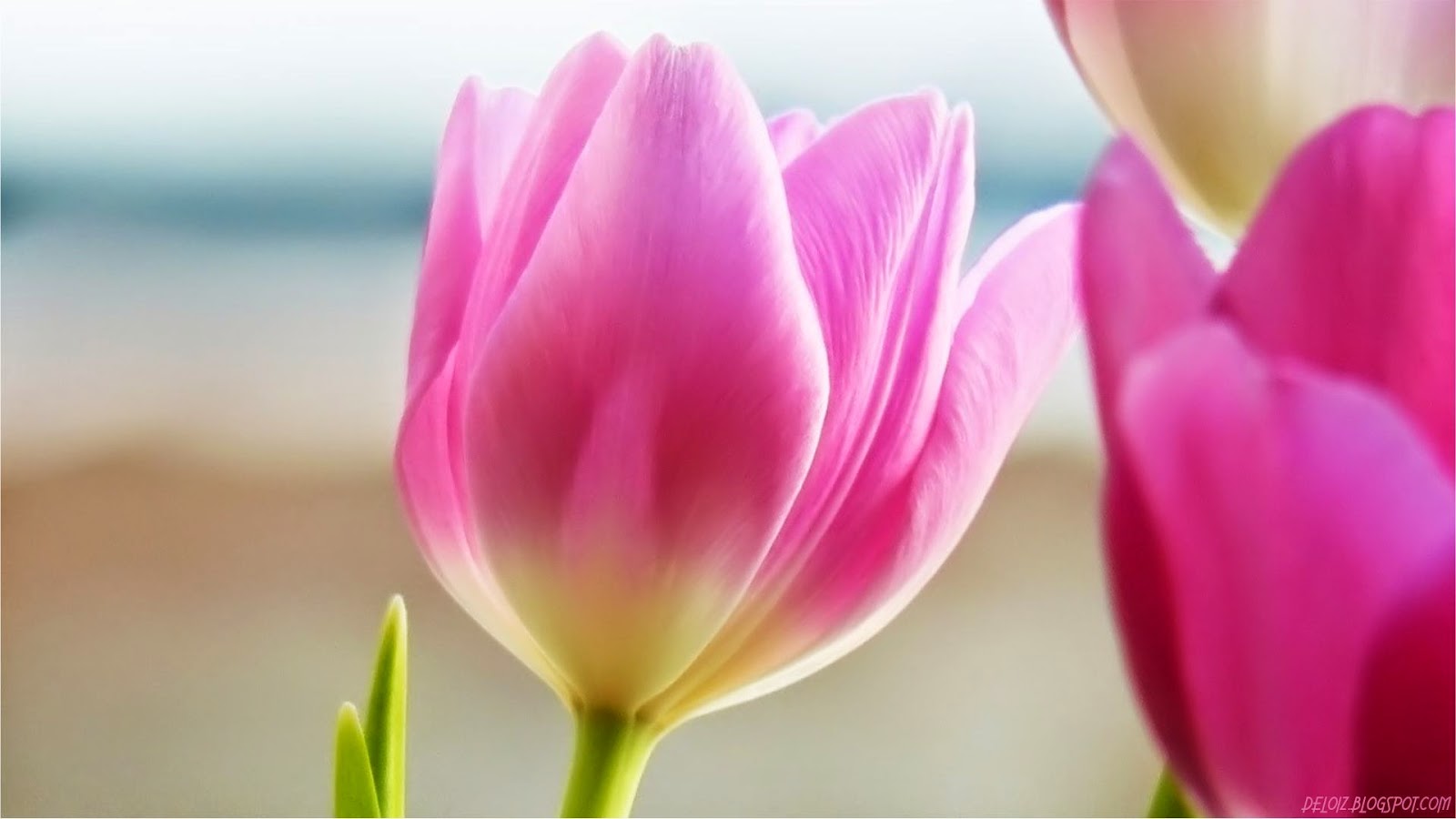 WALLPAPER ANDROID - IPHONE: Wallpaper Bunga Tulip Pink