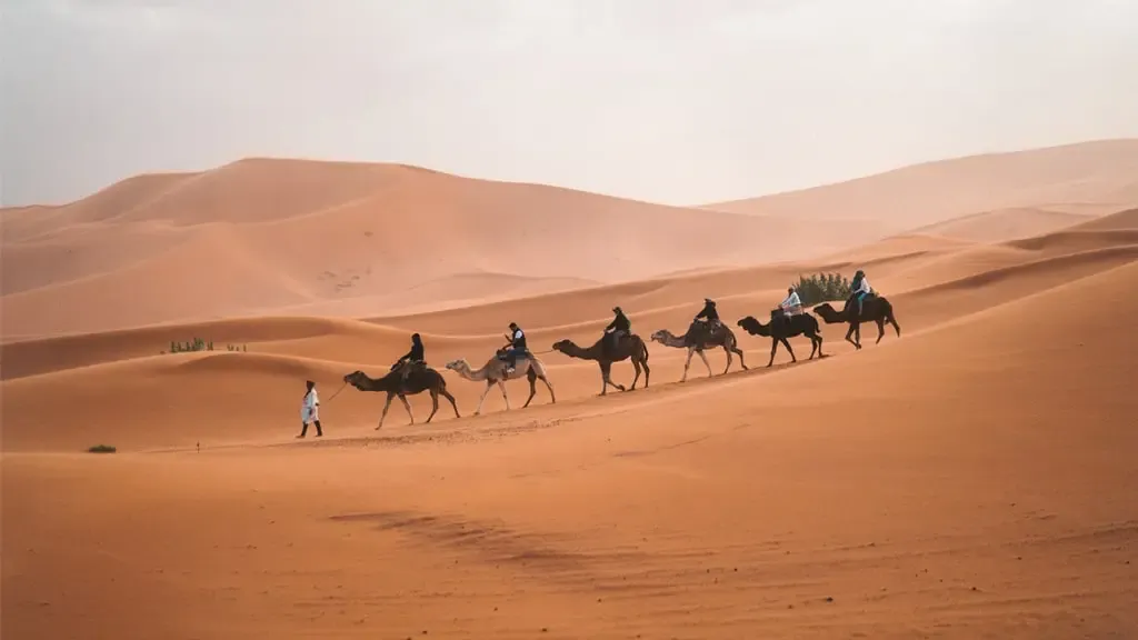 Menjelajahi area gurun dengan unta