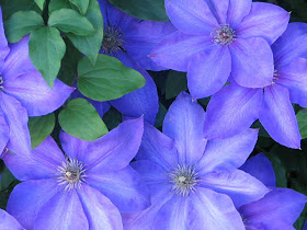 Pictured above is the clematis