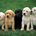 which dog is best for family
