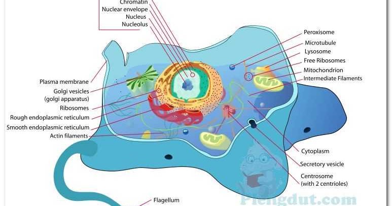  Apa  Itu Sel  Hewan  Plengdut com Learning Articles and 