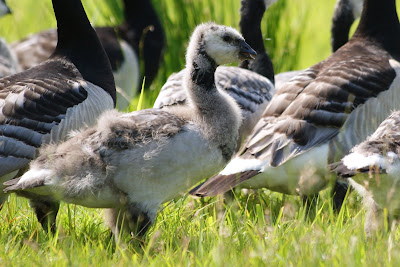 Paugoes - Brandgans - Branta leucopsis