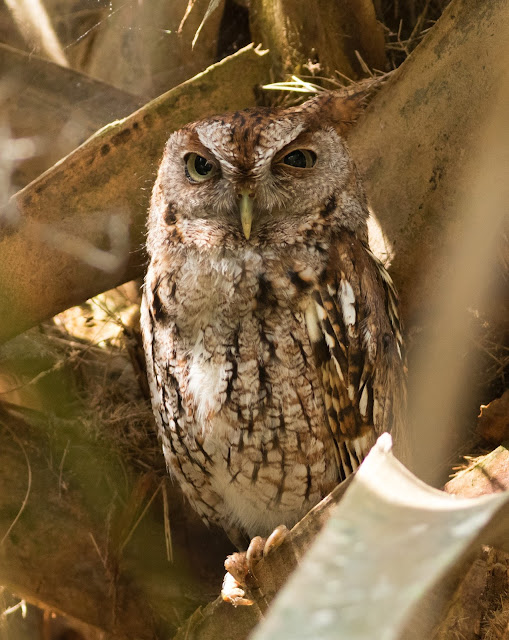 Eastern Screech Owl - Green Cay Wetlands, Florida