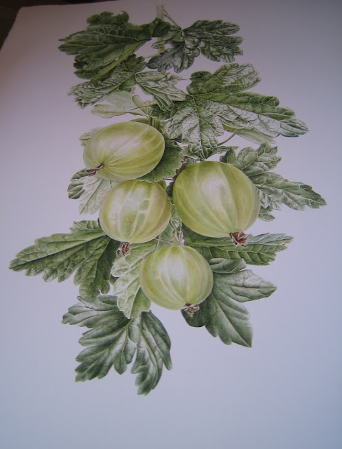 Gooseberry Botanical Art