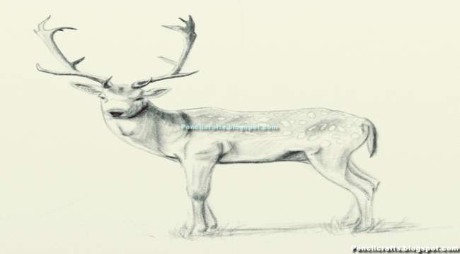Deer Drawings-New