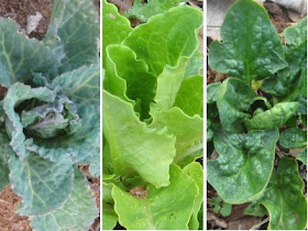 L to R - cabbage, lettuce, spinach 