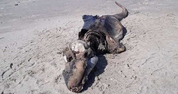 Στην παραλία της Ουαλίας, βρέθηκε νεκρό ενα παράξενο πλάσμα με μια μακριά ουρά σαν φιδιού 
