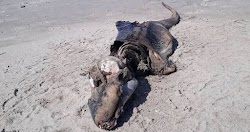 Ένας κάτοικος του Gower στην χερσόνησο της Ουαλίας, πρόσφατα πήγε για μια βόλτα με το σκύλο σε μια τοπική παραλία και ανακάλυψε ενα τρομακτ...