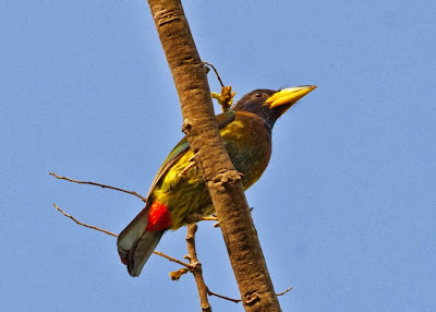 Barbudo grande Megalaima Psilopofon virens