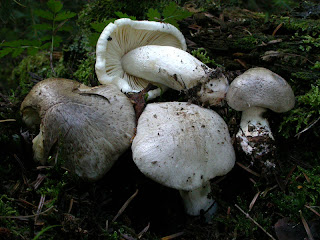 Tricholoma pardinum - Tricholoma pardo