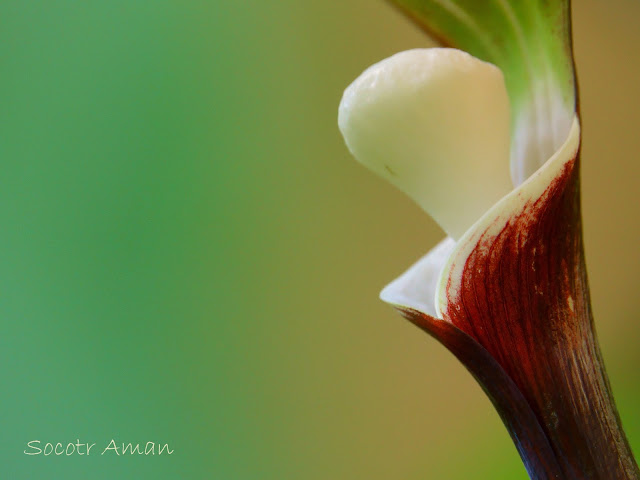 Arisaema sikokianum