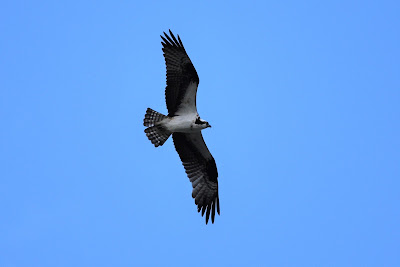 Osprey bird Calgary Trans Canada Trail.