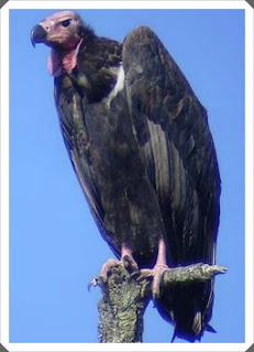 Burung Pemakan Bangkai