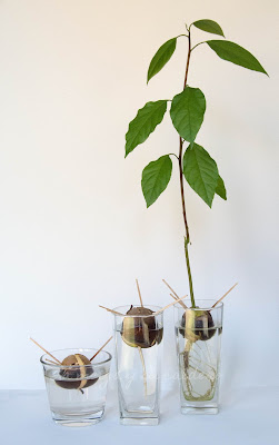 Vasos con semillas de aguacate en diferentes fases de germinado