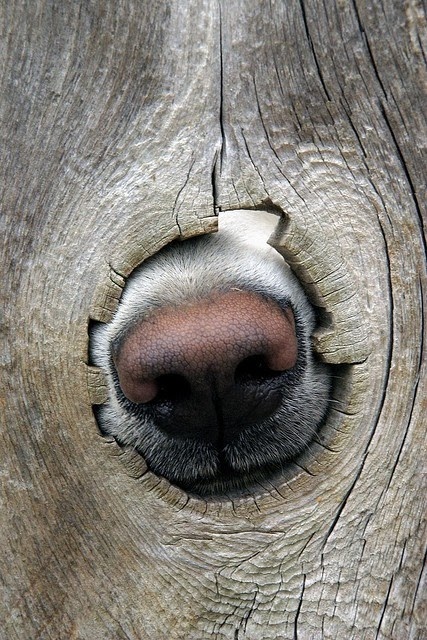 pinterest - dog lovin' - dog nose
