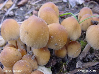 Coprin micacé - Coprinellus micaceus - Coprinus micaceus