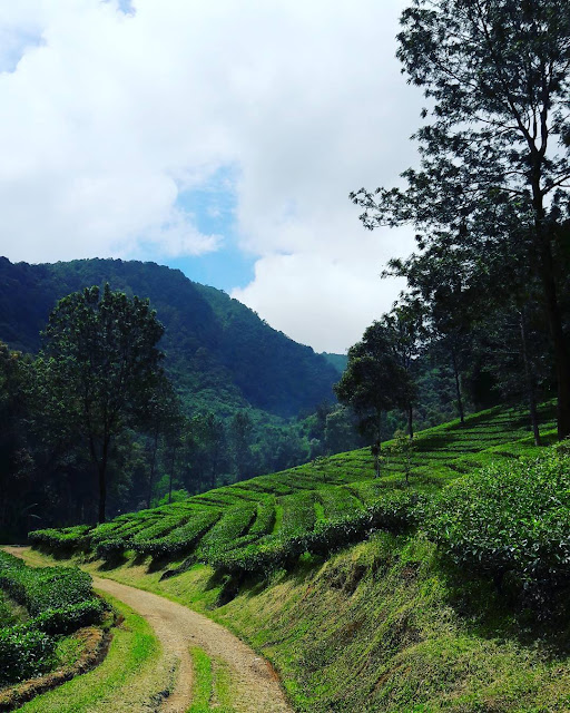 foto gunung mas bogor