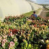 FLOWER FARMS TO BE CERTIFIED AFREASH