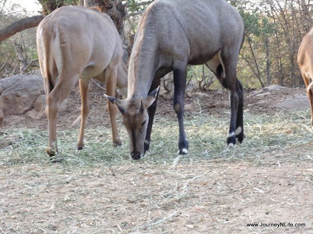 Bannerghatta National Park & Zoo, Bengaluru