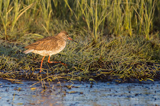 Wildlifefotografie Dümmer See Olaf Kerber Rotschenkel