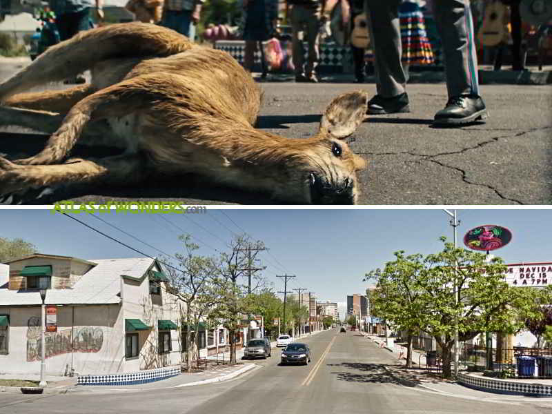 Albuquerque street junction kangaroo killed
