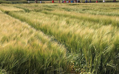 SIEMBRA COBERTERA: cultivo de trigo