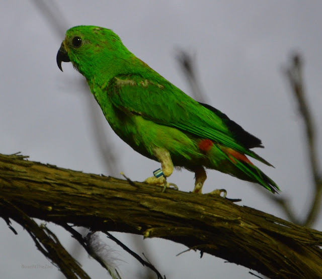 This parrot is small and green with a few red markings. The blue crown is not visible.