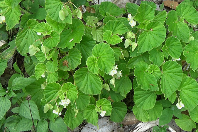 Dlium Berengan (Begonia hirtella)