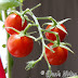 Growing Cherry Tomatoes