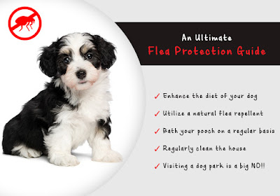 An Ultimate Flea Protection Guide for Dogs