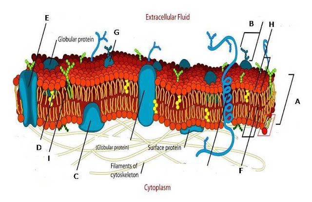 Multiple Choice labeling Quiz on Fluid Mosaic Model of Plasma Membrane