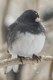 Dark-eyed Junco. Photo © Shelley Banks