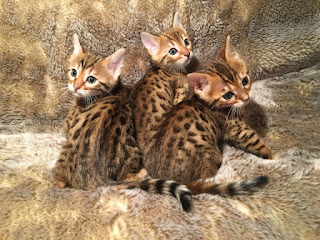 Tica registered bengal kittens ready now