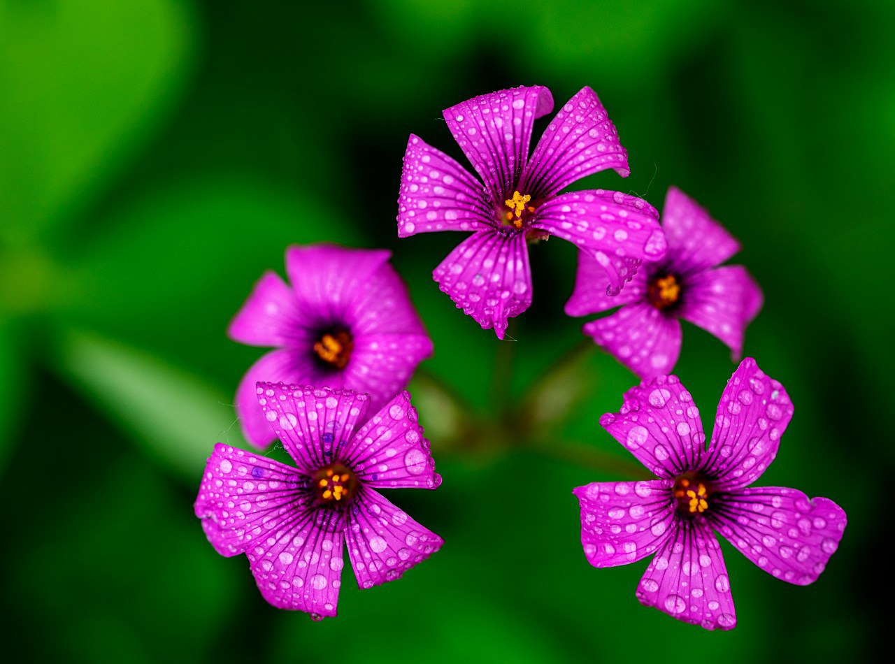 11 flower landscape photography tips