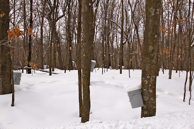 March in the sugarbush. Buckets collecting sap for syrup.