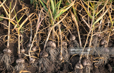 GARLIC PLANT