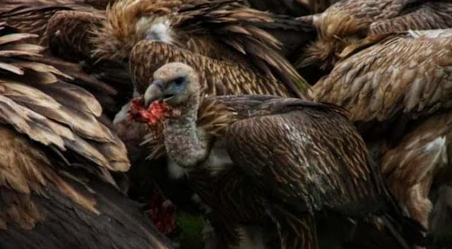 Sky Burial: Nature-friendly, Most Controversial Cremation in The World; Travel with Samal