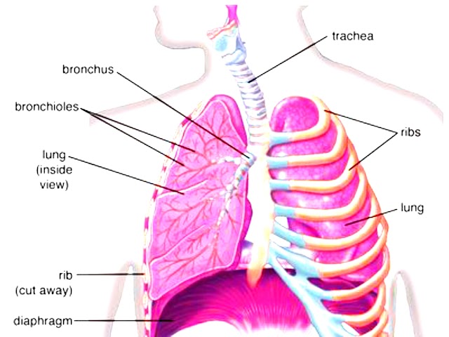 Respiratory System | Learn With Unique