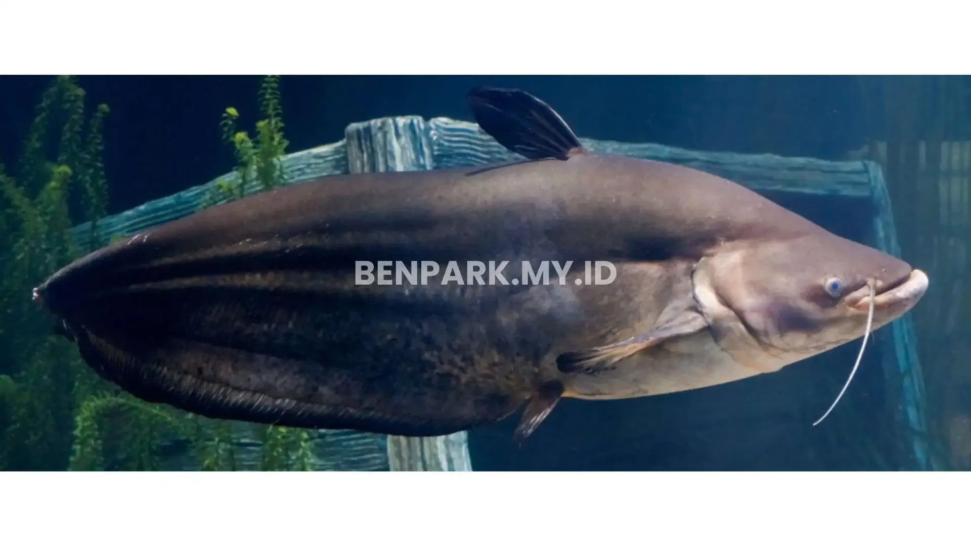 Tapah Catfish