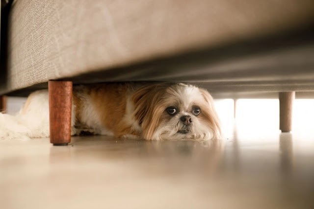 Por que os Cachorros têm Medo de Fumaça: Compreendendo o Impacto e Apoiando seu Amigo de Quatro Patas