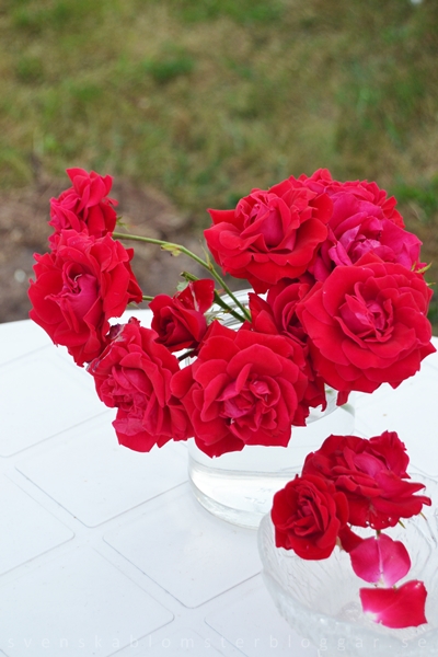 red garden roses, röda trädgårdsrosor