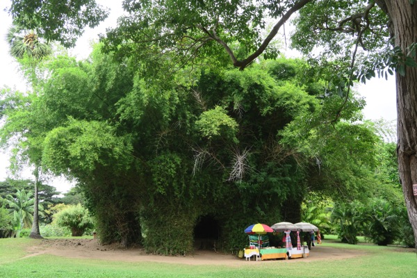 BG Bamboo Wall 001